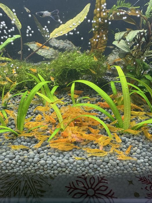 Продаются креветки