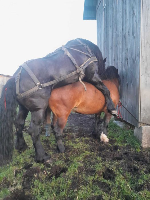 Mânză de 7 luni de vânzare