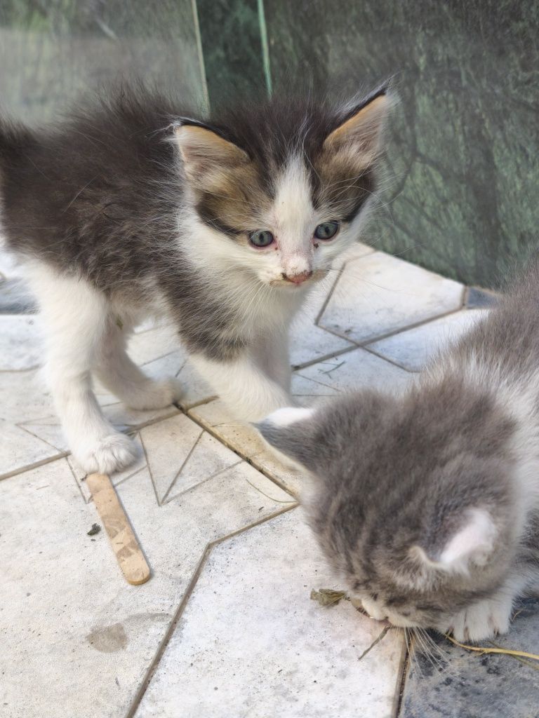 4 ta mushuk mehribon qollarga beriladi 2 ta qiz, 2 ta ogil