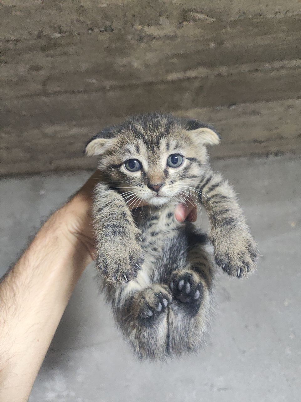 продам котенка малыша 200