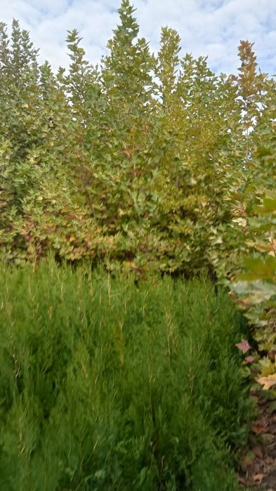 Plant ornamentale .platan buxux tuia