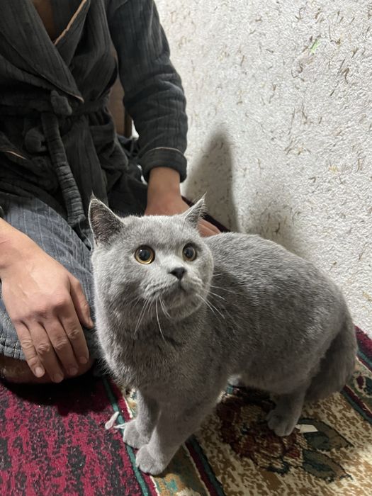 Mushuk zottor narxini kelshamiz orzonro qlib beraman