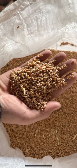 Ак бидай 6500тг 50кг Отруби БЭНО 3000тг 25кг Семечные отходы 80тг кг