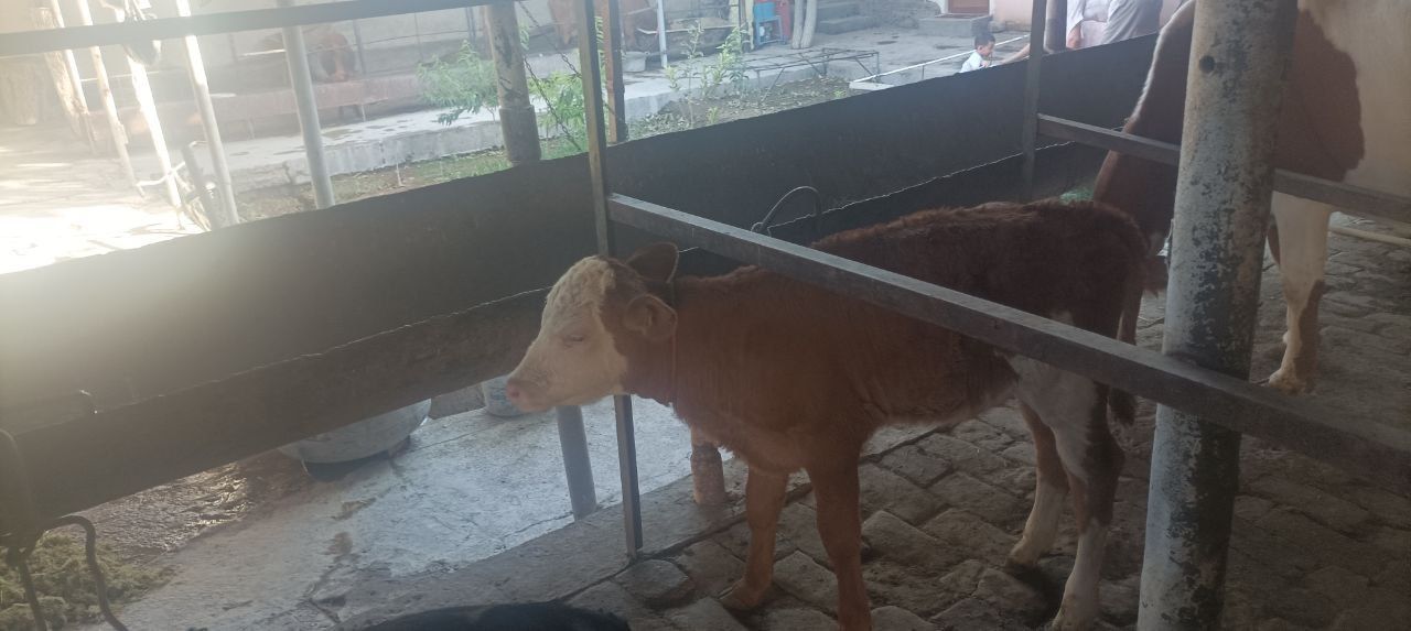 Ona bola sigir sotiladi