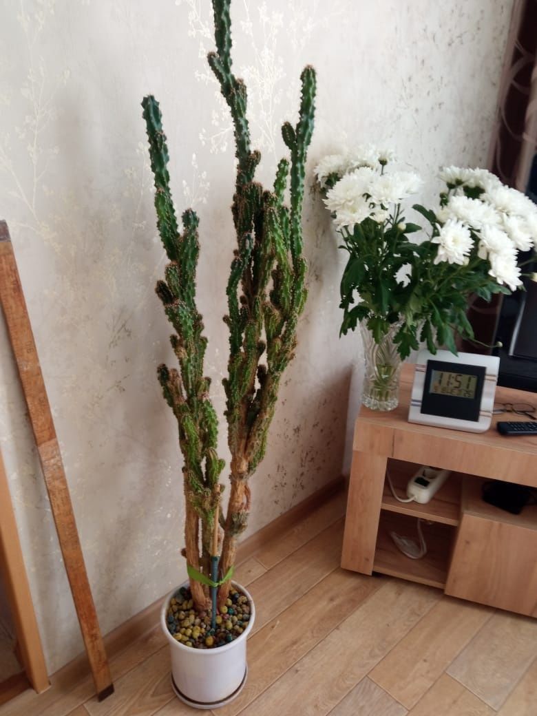 Продам кактус с горшком