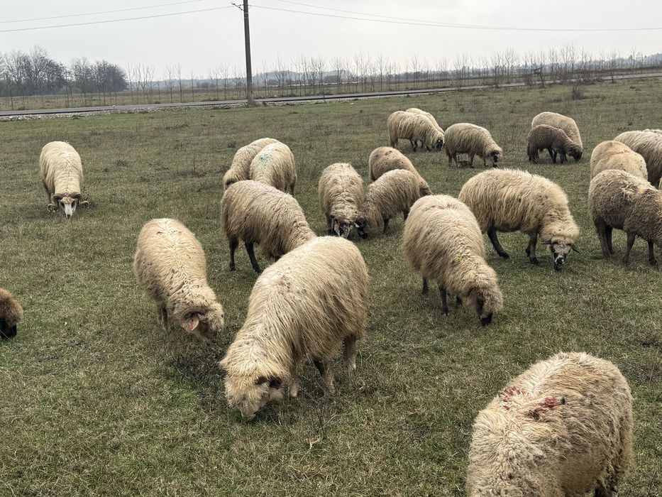 Vand oi turcana si tigaie