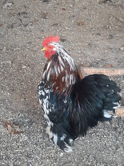 Продам петуха породы кохинхин карликовый