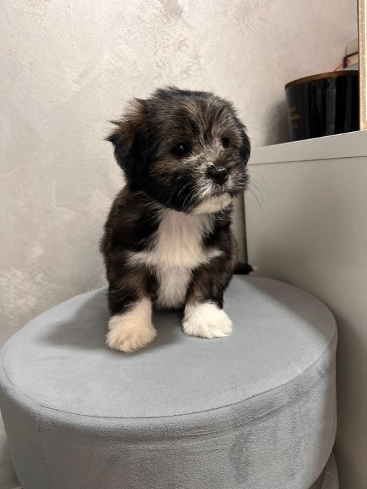 Fetita Bichon Havanez