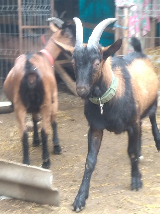 Vând capre/țap alpin francez