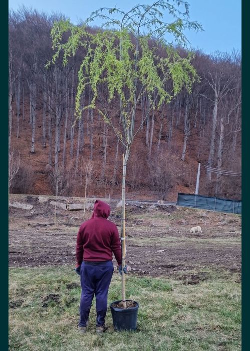 Platan englezesc mesteacăn alb Tei