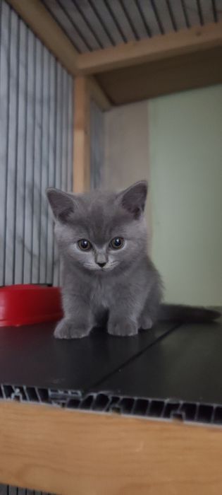 Продажа! Котята скотиш фолд