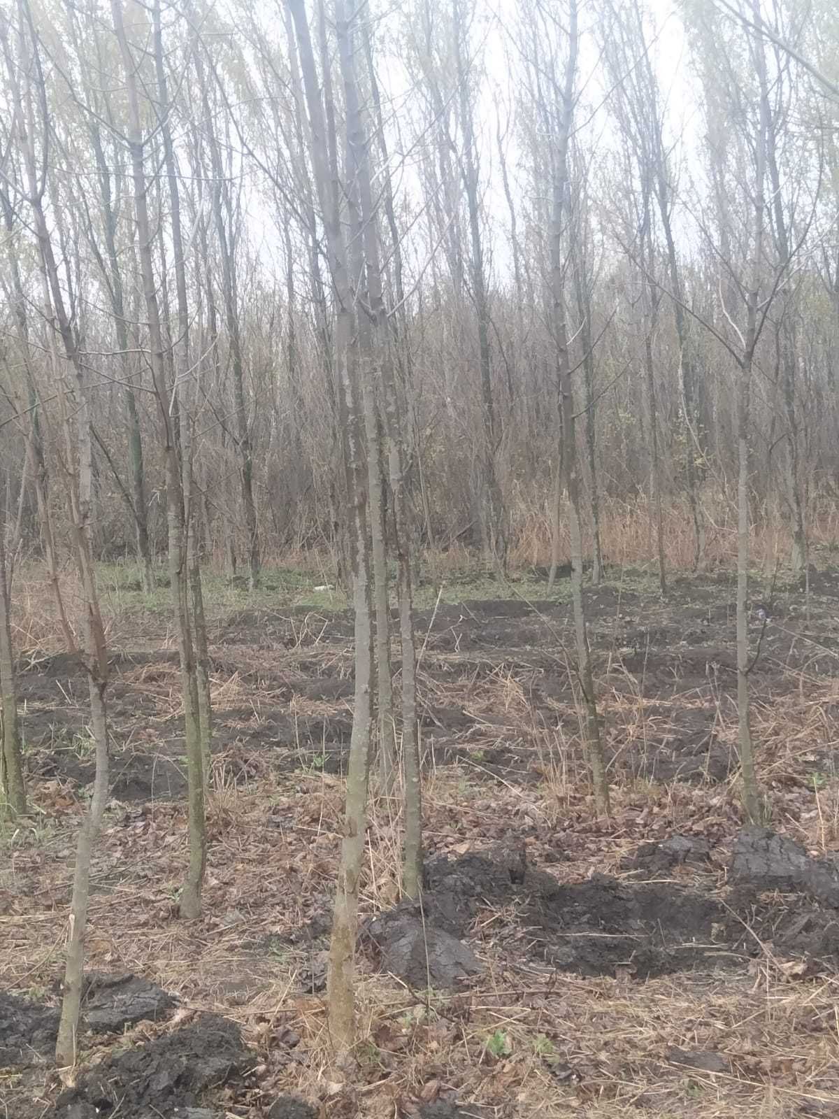 Mesteacan alb Betula , Tei frasin Orice specie de copaci