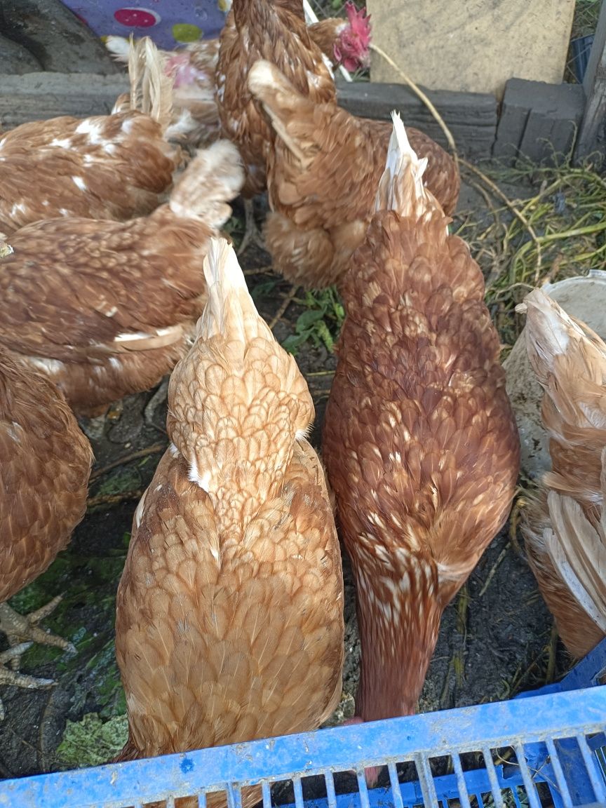 Продам кур несусеш, так как немогу содержать зимой