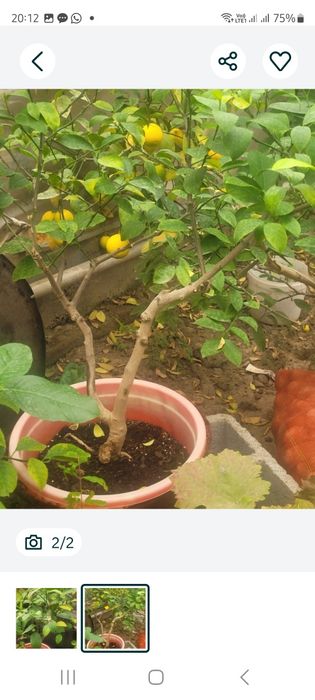 Лимон дерево Мейер