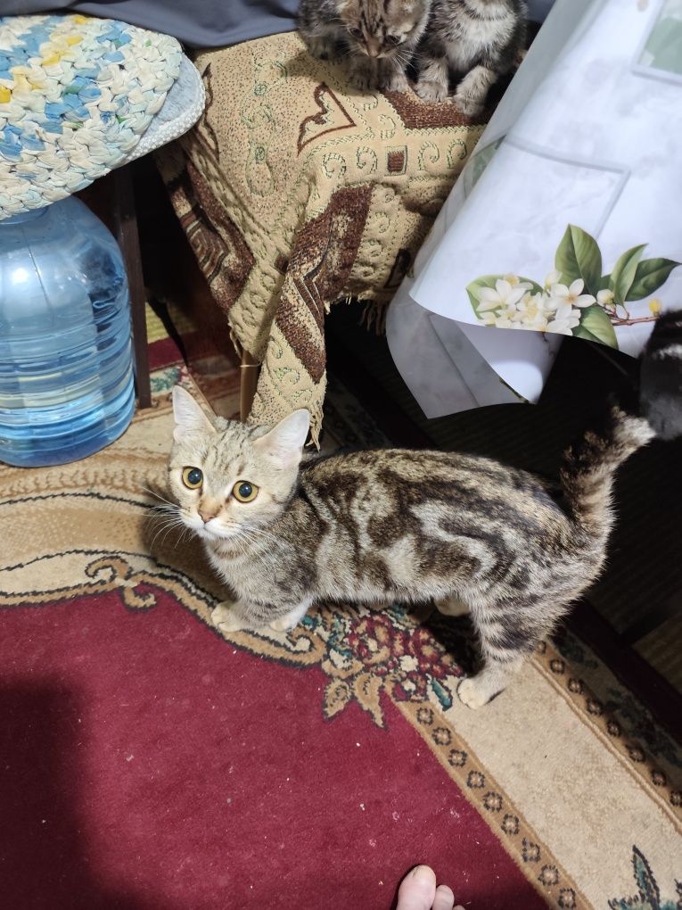 Срочно отдам котят
