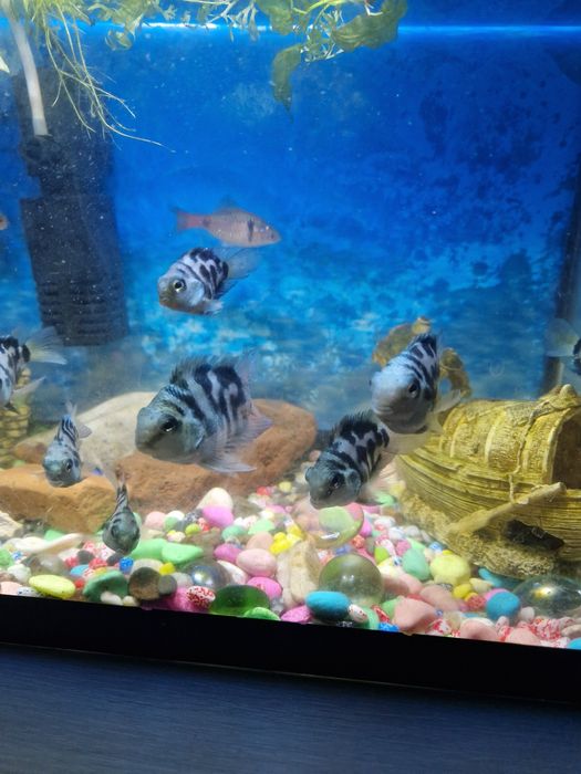 Продам рыбок сапфировый попугай (цихлазома)