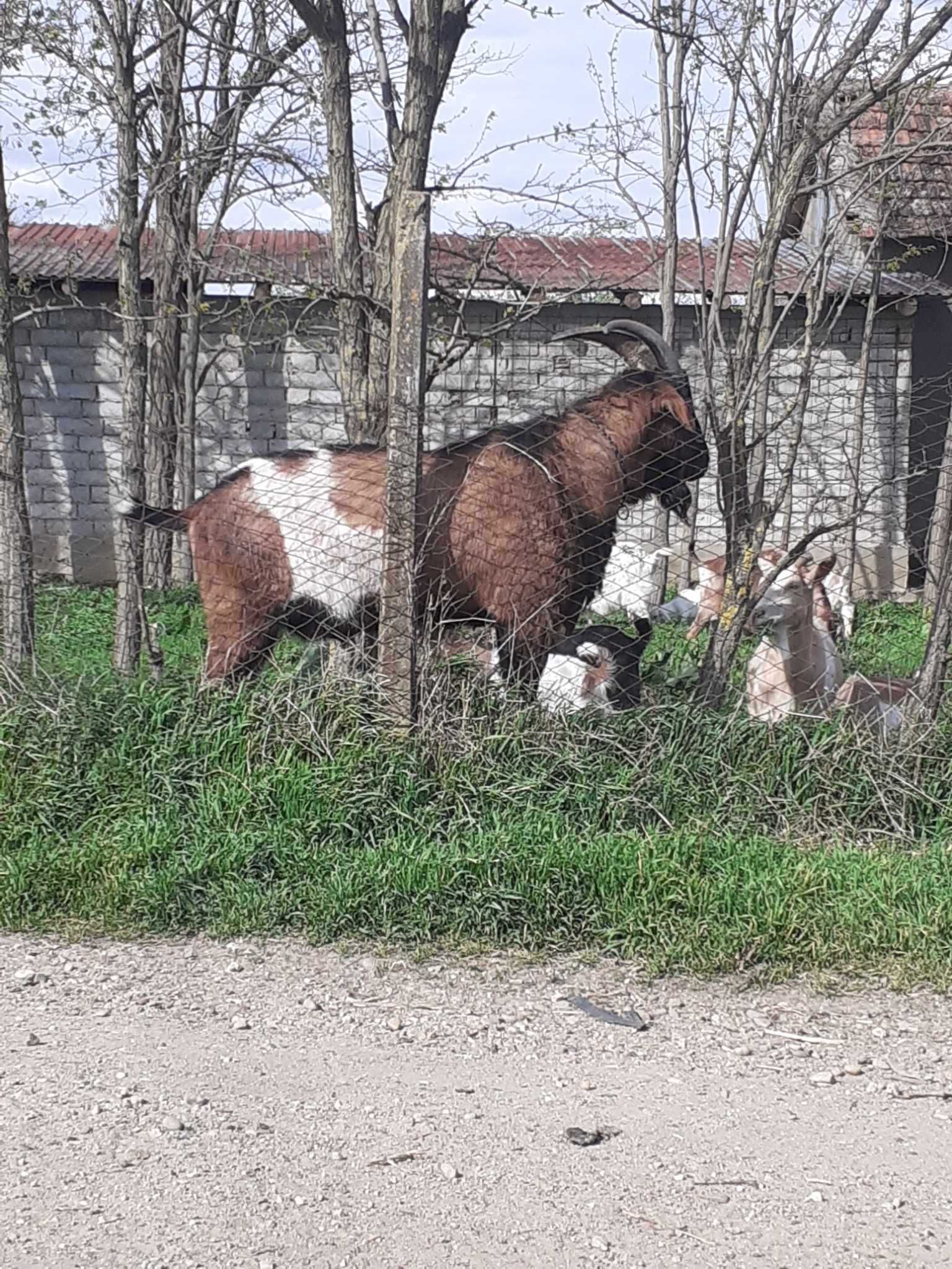 tap alpin pentru monta