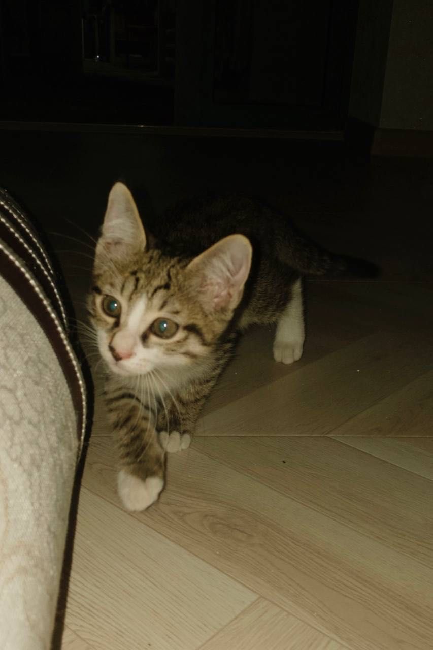 Маленькие котята