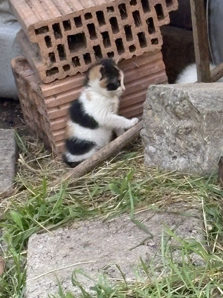 Малки котета безплатни!