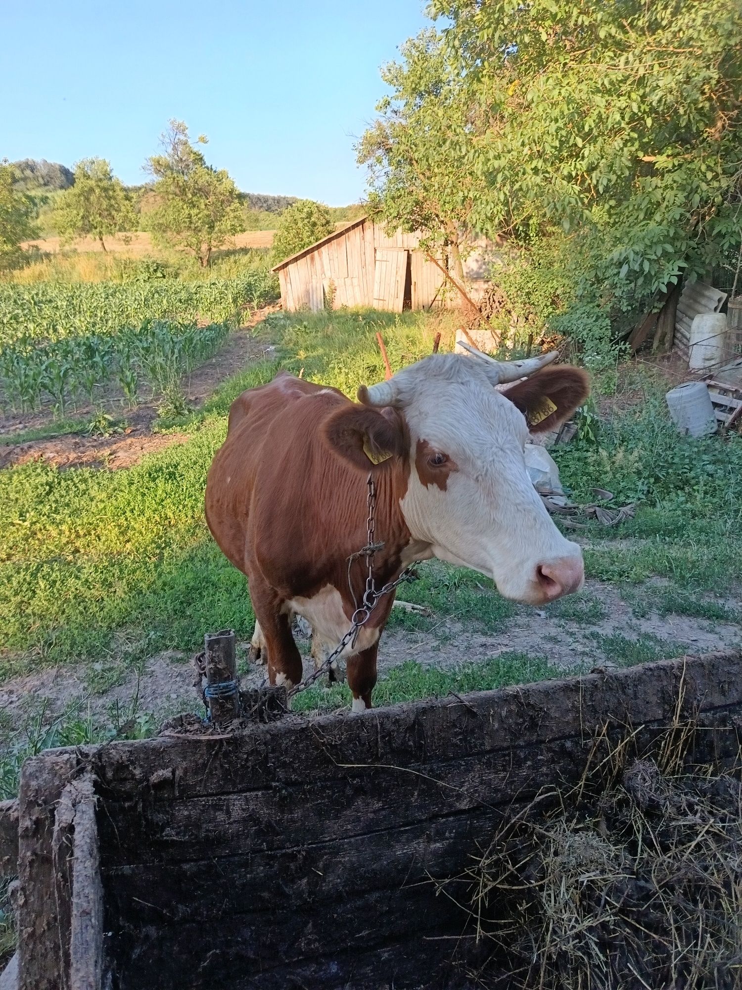 Vaca de vânzare Dobrin