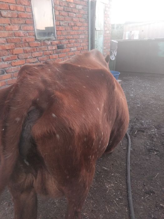 Продам корову дойную стельную