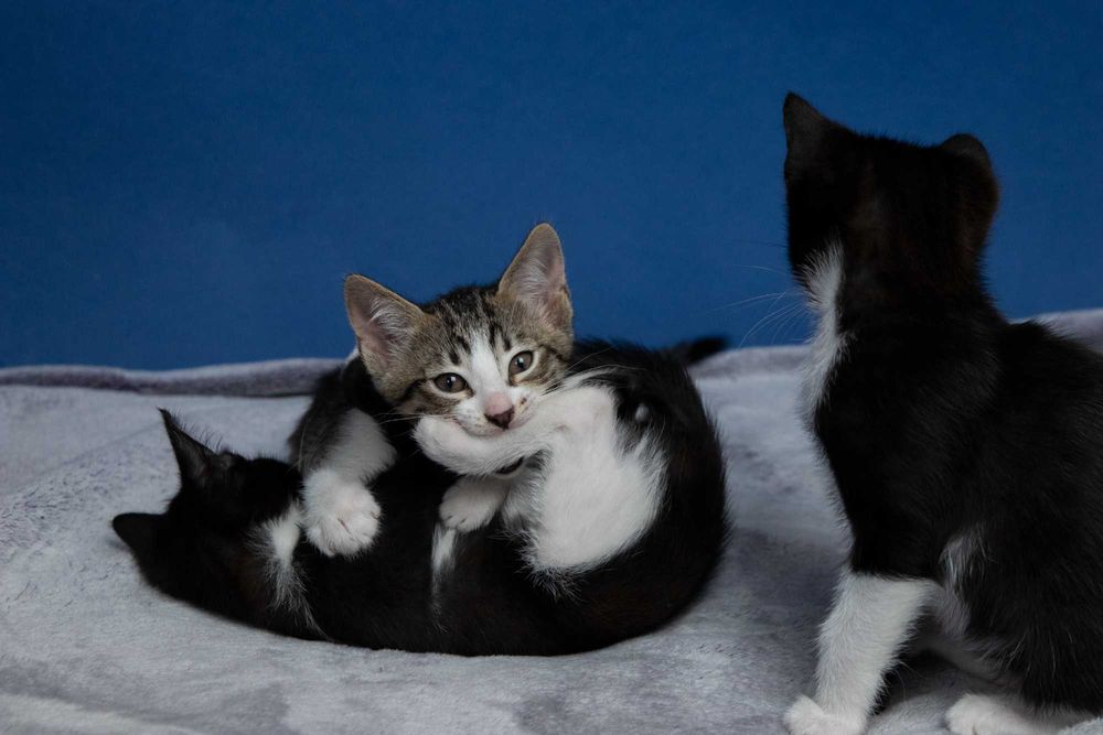 Котета на 3 месеца търсят дом