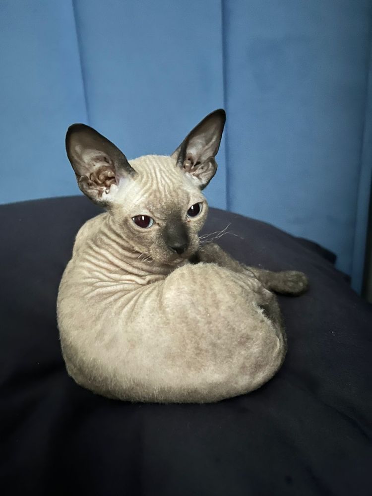 Сфинкс котенок 3 месячный, девочка