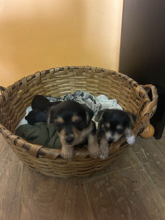 Йорки мини кръстоска