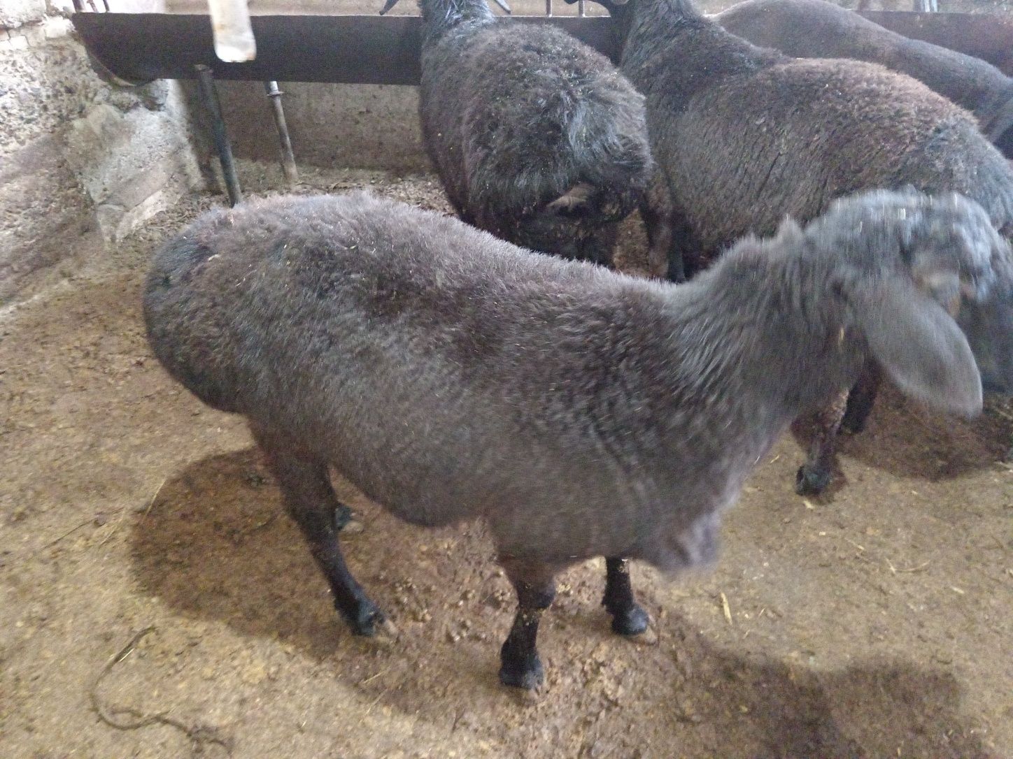 Кочкор кой Qochqor qoy
