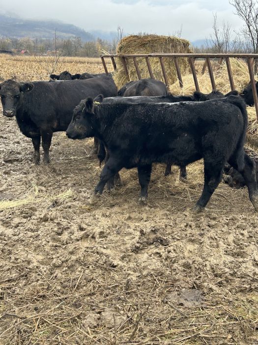 Vand 4 masculi si o femela angus