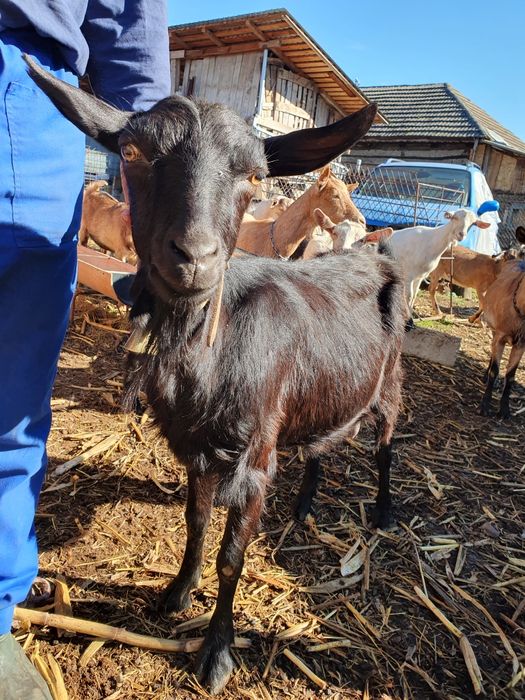 Vând capră metis alpina franceza,  a doua fătare,  sau schimb