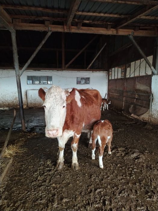 Vând vaca cu vițel