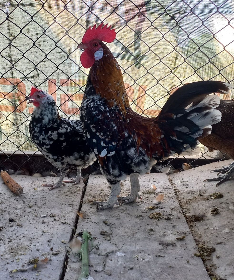 Găini pitice americane