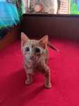 Подарявам котета
