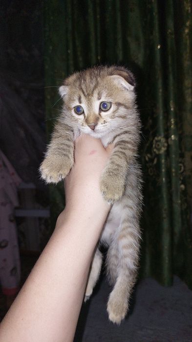 Вислоухие котята