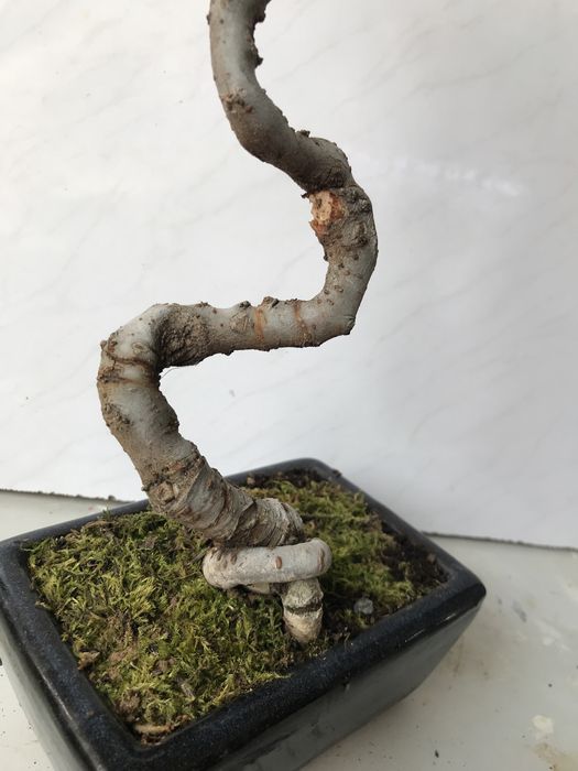 Продам бонсай китайский вяз!