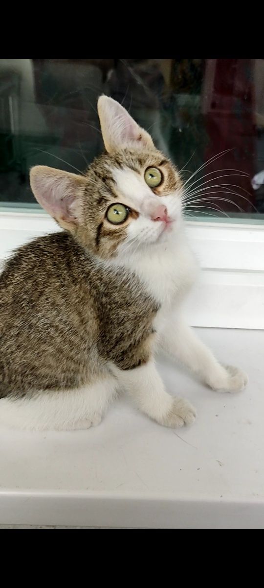 Котёнок девочка согласна на дворец и прислугу!