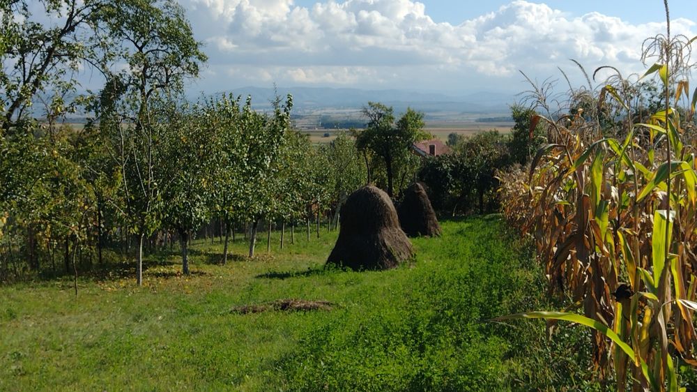 Vând fân de grădină