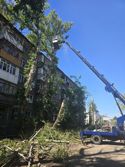 Спил дерева Спил деревьев
