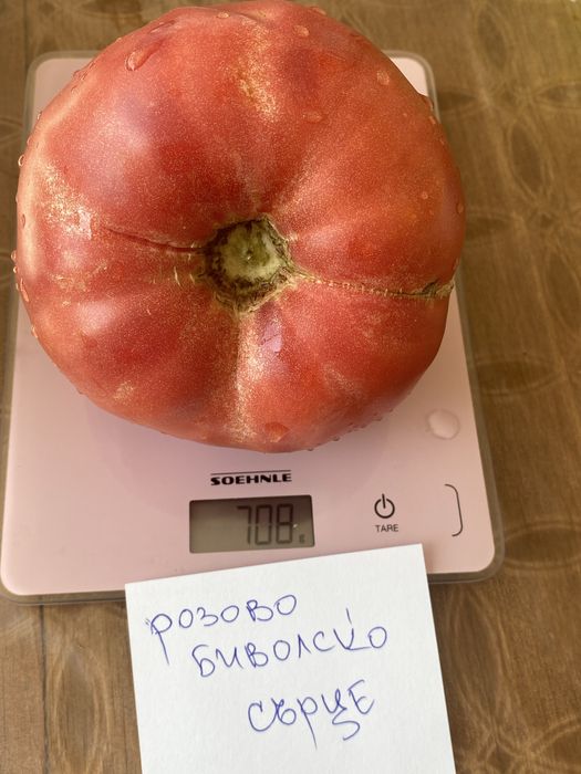 Стари сортове домат , краставица + подарък капия