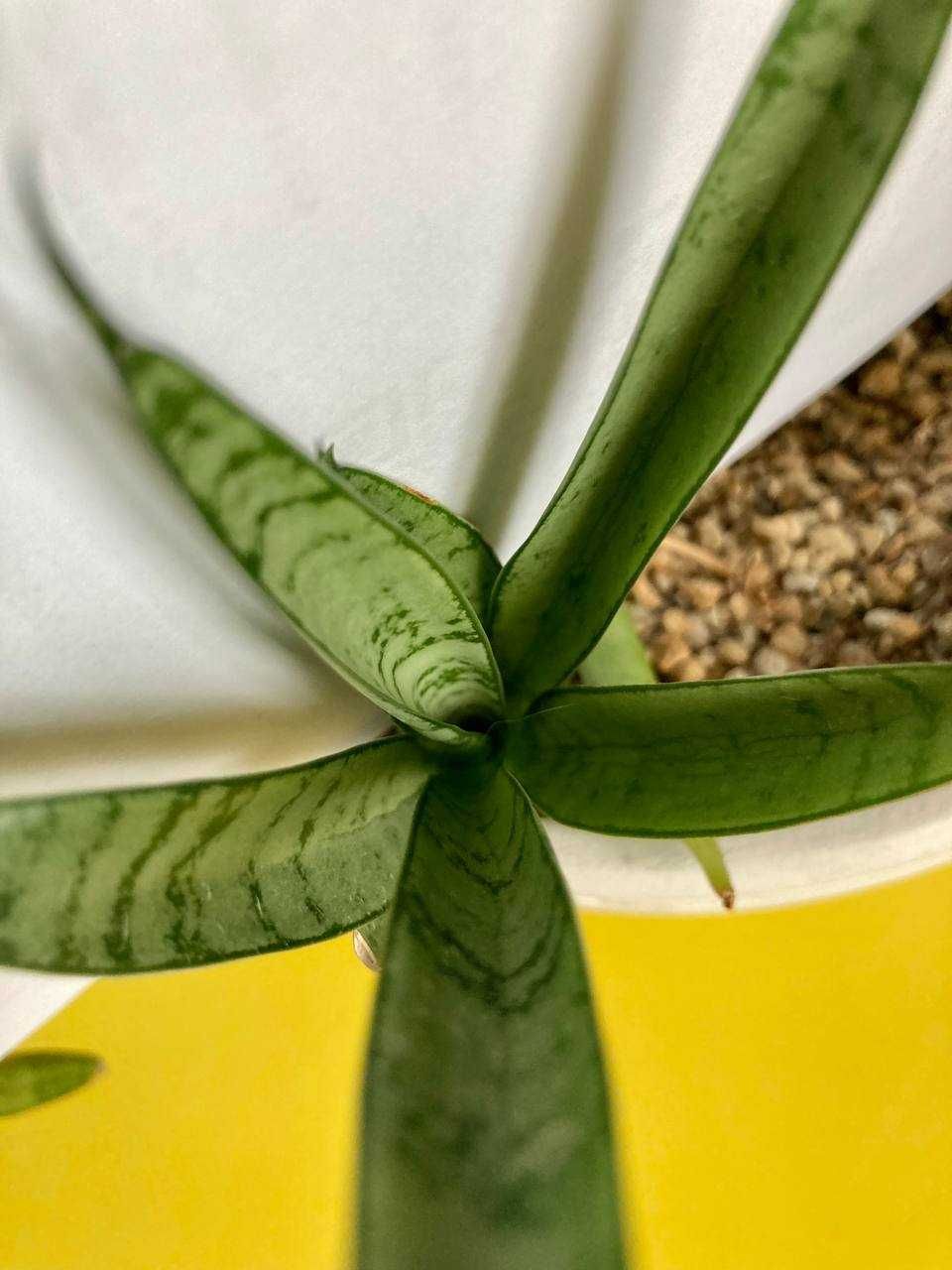 Коллекционные сансевиерии Sansevieria Comet Parrot, Crocodile Rock др