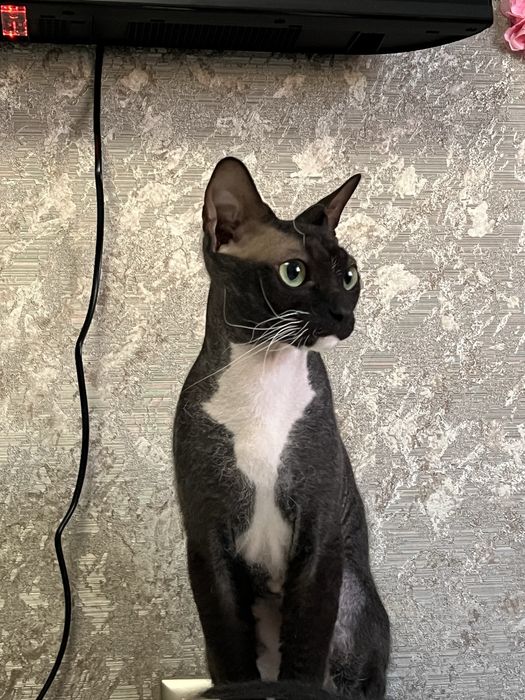 отдам кота смешанный сфинкс