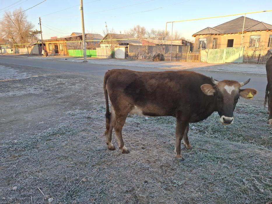 Продам двух стельных первотелок