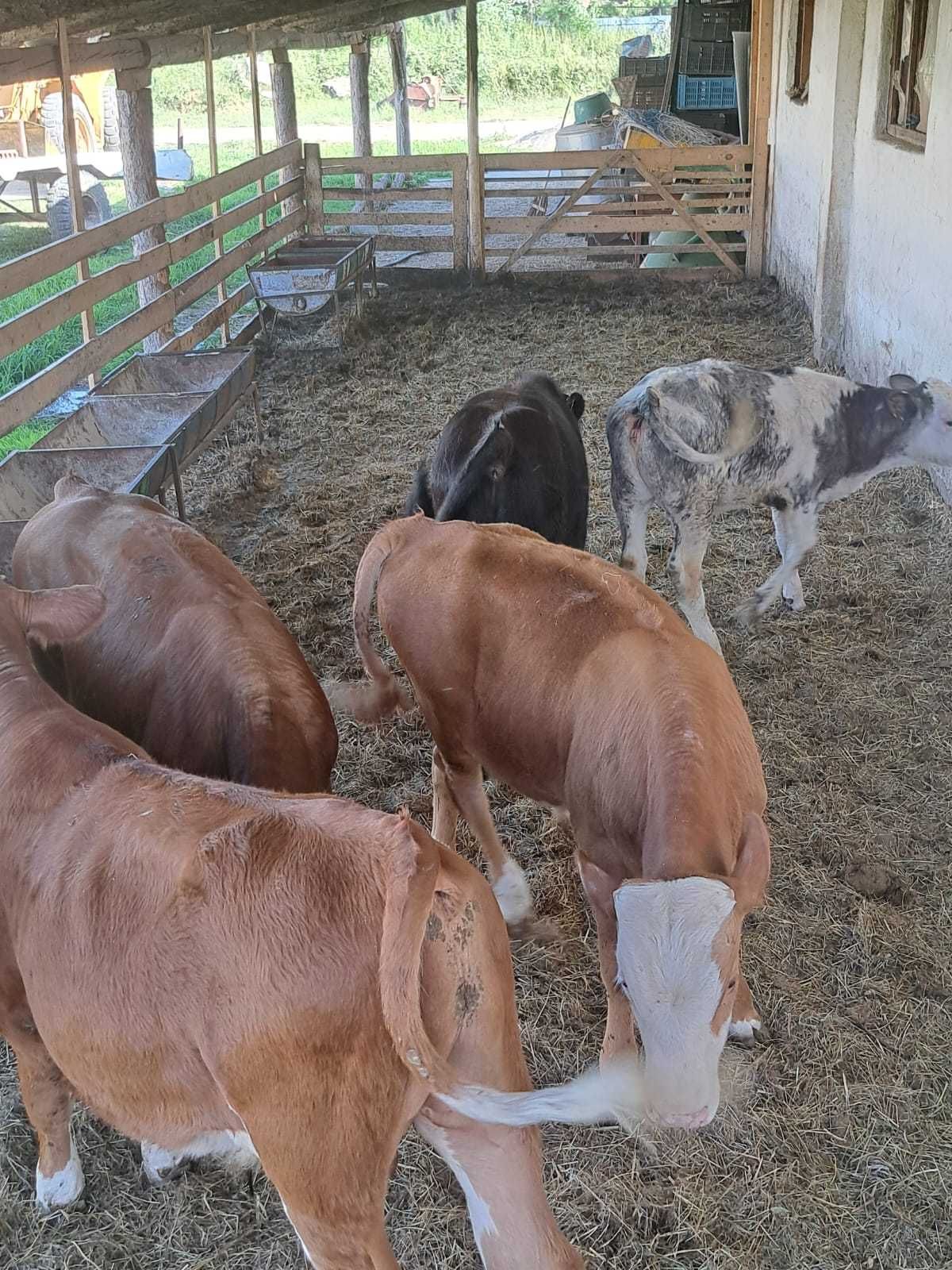 Vând vitei frumoși și sanatosi
