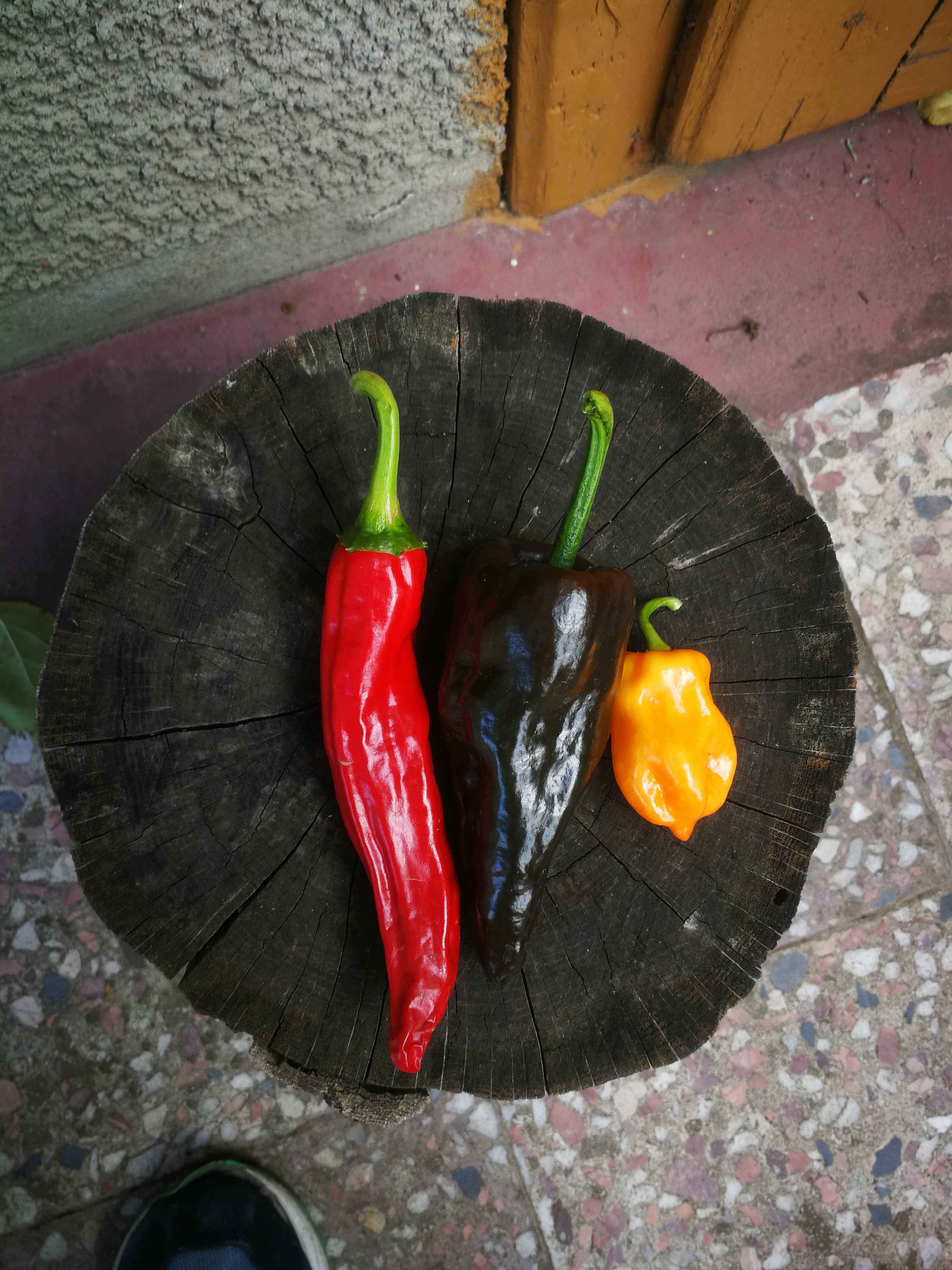 Seminte Ardei Poblano Ancho, Mirasol Guajillo, Habanero Portocaliu