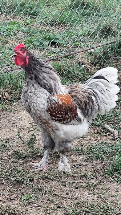 Vindem Rate macanitoare tinere din primavara , cocoși