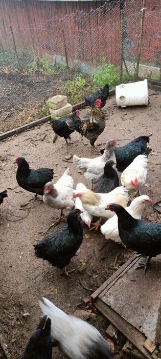 Puicuțe de vânzare