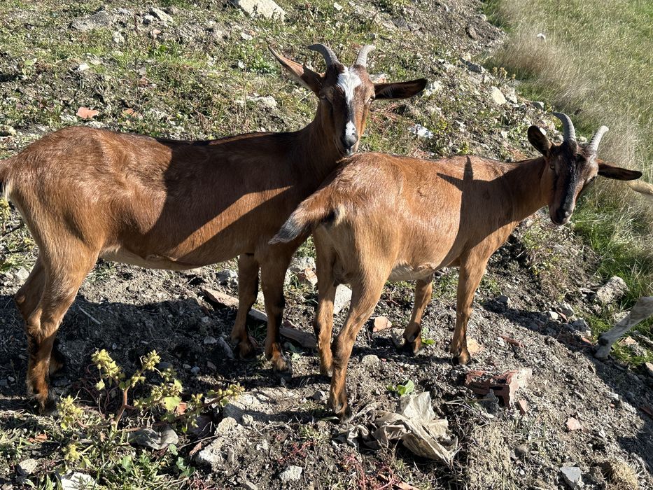Vand Capre prețul este negociabil