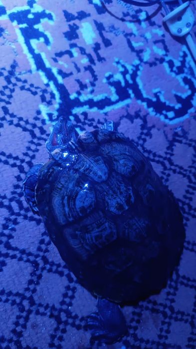 Продам черепашку срочно