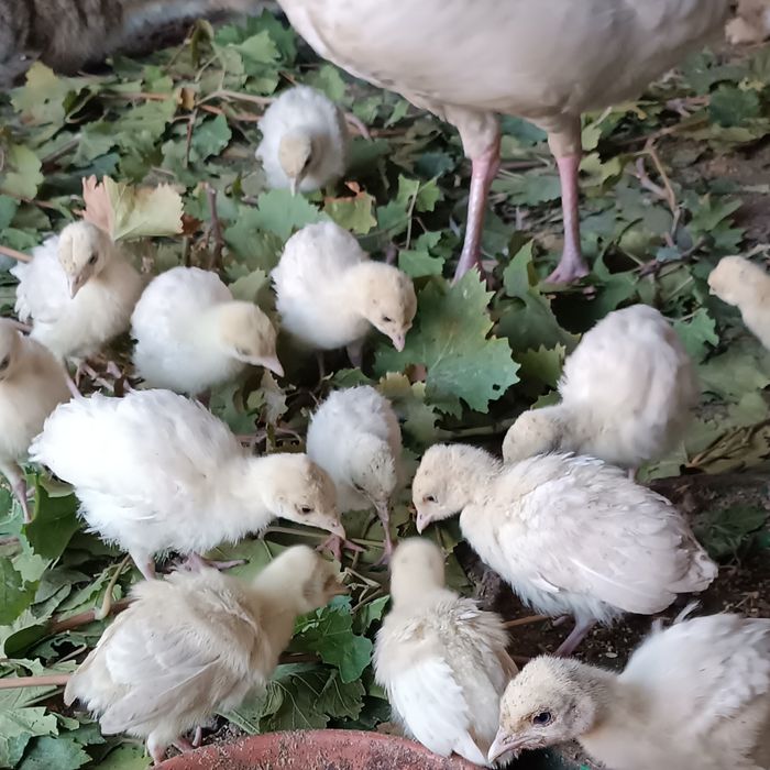 Продаются домашние индюки